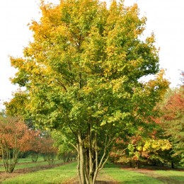 Acer campestre - Arbori ornamentali - AgroDenmar.ro