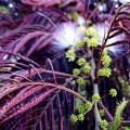 Albizia Summer Chocolate