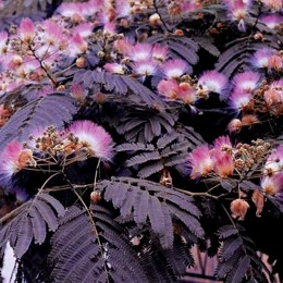 Albizia Summer Chocolate Multitrunchi - Arbori ornamentali - AgroDenmar.ro