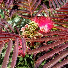 Arbore de matase - Evey's Pride - Arbori ornamentali - AgroDenmar.ro