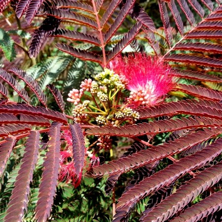 Arbore de matase - Evey's Pride - Arbori ornamentali - AgroDenmar.ro