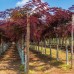 Arbore de matase - Evey's Pride - Arbori ornamentali - AgroDenmar.ro
