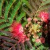 Arbore de matase - Evey's Pride - Arbori ornamentali - AgroDenmar.ro