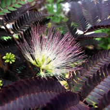 Arbore de matase - Albitia Summer Chocolate