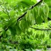 Arborele cu ghiocei - Arbori ornamentali - AgroDenmar.ro