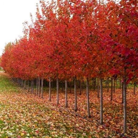 Artar Autumn Blaze - Arbori ornamentali - AgroDenmar.ro