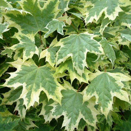 Artar Drummondii - tulpina inalta altoit - Arbori ornamentali - AgroDenmar.ro