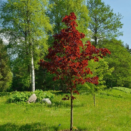 Artar globular Faassen's Black - Arbori ornamentali - AgroDenmar.ro