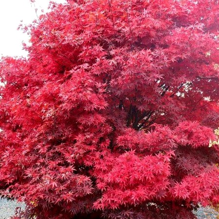 Artar japonez Twombly's Red Sentinel - Arbori ornamentali - AgroDenmar.ro