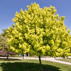 Artar norvegian Princeton Gold