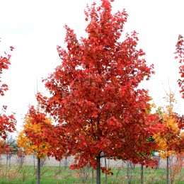 Artar Rosu Sun Valley - Arbori ornamentali - AgroDenmar.ro