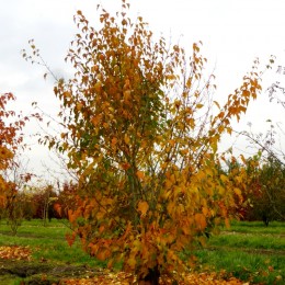 Artar Rufinerve - Arbori ornamentali - AgroDenmar.ro
