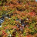 Acer Griseum - Arbusti ornamentali - AgroDenmar.ro