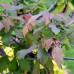 Acer Griseum - Arbusti ornamentali - AgroDenmar.ro