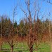 Acer Griseum - Arbusti ornamentali - AgroDenmar.ro