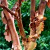 Acer Griseum - Arbusti ornamentali - AgroDenmar.ro