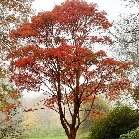 Acer Griseum - Arbusti ornamentali - AgroDenmar.ro