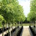 Acer negundo Variegatum - Arbori ornamentali - AgroDenmar.ro