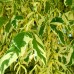 Acer negundo Variegatum - Arbori ornamentali - AgroDenmar.ro