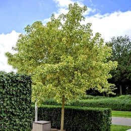 Acer negundo Variegatum