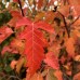 Acer tataricum Ginnala - Arbori ornamentali - AgroDenmar.ro