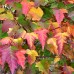 Acer tataricum Ginnala - Arbori ornamentali - AgroDenmar.ro
