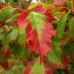 Acer tataricum Ginnala - Arbori ornamentali - AgroDenmar.ro