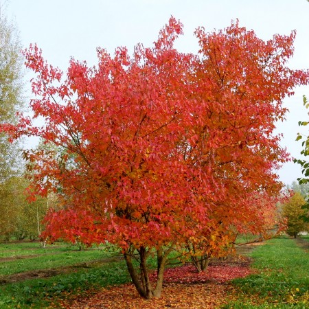 Acer tataricum Ginnala - Arbori ornamentali - AgroDenmar.ro