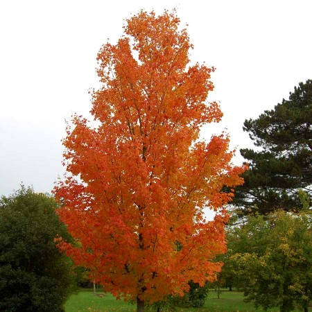 Artar argintiu 250 - 300 cm - Arbori ornamentali - AgroDenmar.ro