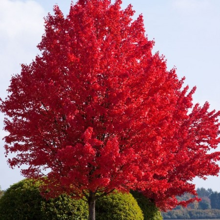 Artar Autumn Blaze 14/16 - Arbori ornamentali - AgroDenmar.ro