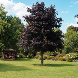 Artar Faassen's Black C285 - Arbori ornamentali - AgroDenmar.ro