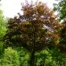 Artar Faassen's Black C285 - Arbori ornamentali - AgroDenmar.ro