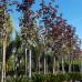 Artar Faassen's Black C285 - Arbori ornamentali - AgroDenmar.ro