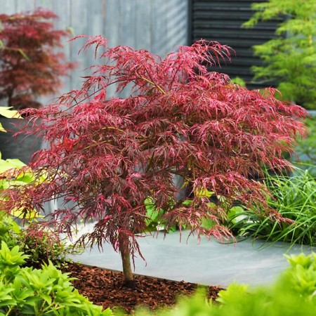 Artar japonez Dissectum Inaba Shidare C2 - Arbori ornamentali - AgroDenmar.ro Artar japonez Dissectum Inaba Shidare C2 - Arbori ornamentali - AgroDenmar.ro