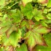 Artar rosu - Acer cappadocicum rubrum - Arbori ornamentali - AgroDenmar.ro