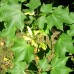 Artar rosu - Acer cappadocicum rubrum - Arbori ornamentali - AgroDenmar.ro