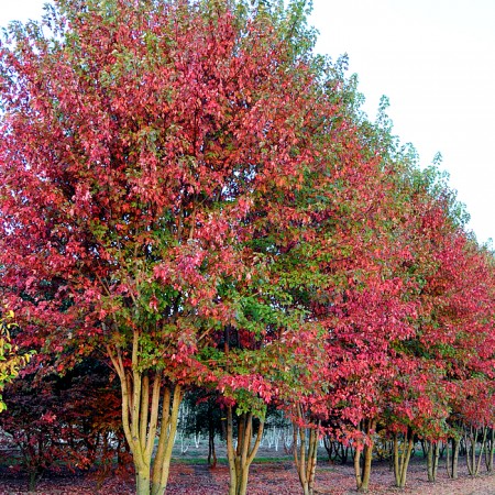 Artar Rosu October Glory multitrunchi - Arbori ornamentali - AgroDenmar.ro