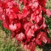 Artar Rosu Red Sunset Franksred - Arbori ornamentali - AgroDenmar.ro