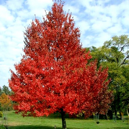Artar Rosu Red Sunset Franksred - Arbori ornamentali - AgroDenmar.ro