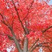 Artar Rosu Red Sunset Franksred - Arbori ornamentali - AgroDenmar.ro