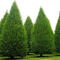 Carpen - Carpinus betulus Fastigiata 300 cm