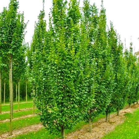Carpen - Carpinus betulus Lucas - Arbori ornamentali - AgroDenmar.ro