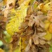 Carpen - Carpinus betulus - Arbori ornamentali - AgroDenmar.ro