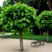 Catalpa bungei 10/12 - Arbori ornamentali - AgroDenmar.ro