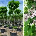 Catalpa bungei 10/12