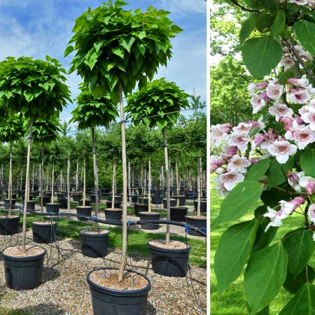 Catalpa bungei 10/12 - Arbori ornamentali - AgroDenmar.ro