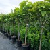 Catalpa bungei 10/12 - Arbori ornamentali - AgroDenmar.ro