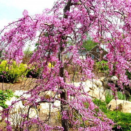 Arborele Iudei - Cercis canadensis Lavender Twist - Arbori ornamentali - AgroDenmar.ro