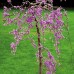 Arborele Iudei - Cercis canadensis Lavender Twist - Arbori ornamentali - AgroDenmar.ro