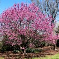 Arborele Iudei - Cercis canadensis Pink Pom Poms